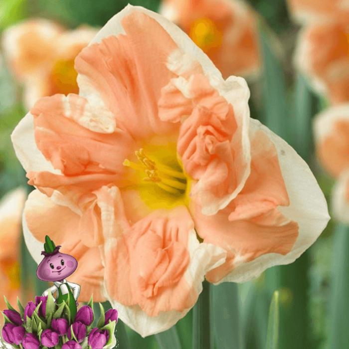 Нарцисс APRICOT WHIRL (3 луковицы) Нарцисс APRICOT WHIRL (3 луковицы)