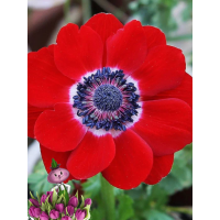 Анемона HOLLANDIA (5 клубней)