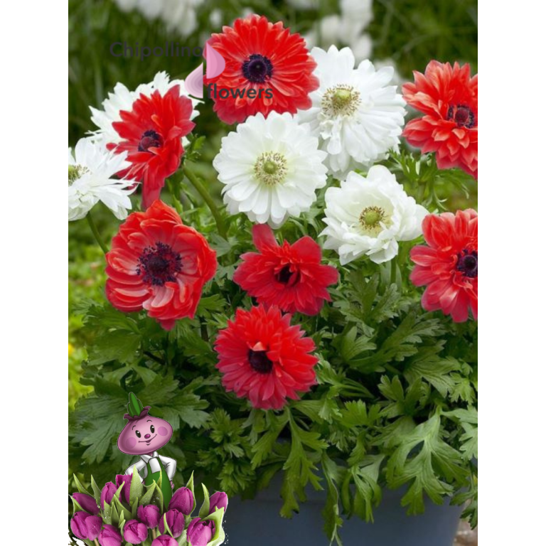 Анемоны RED AND WHITE MIX (10 клубней)
