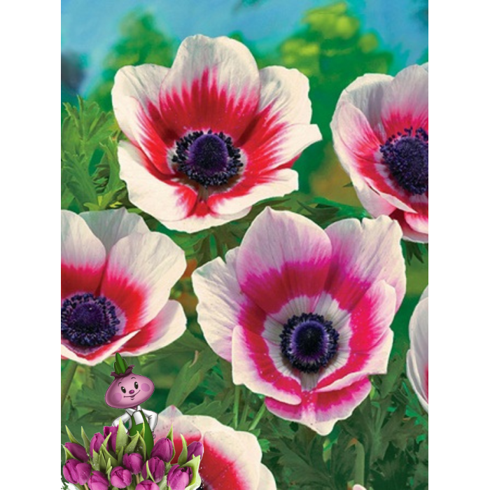 Анемона BICOLOR (10 клубней) Анемона BICOLOR (10 клубней)