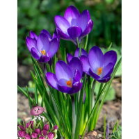 Крокус BARRS PURPLE ( 10 луковиц)