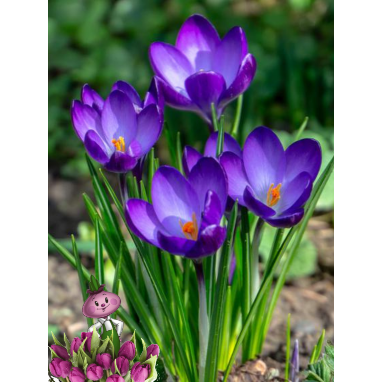 Крокус BARRS PURPLE ( 5 луковиц)