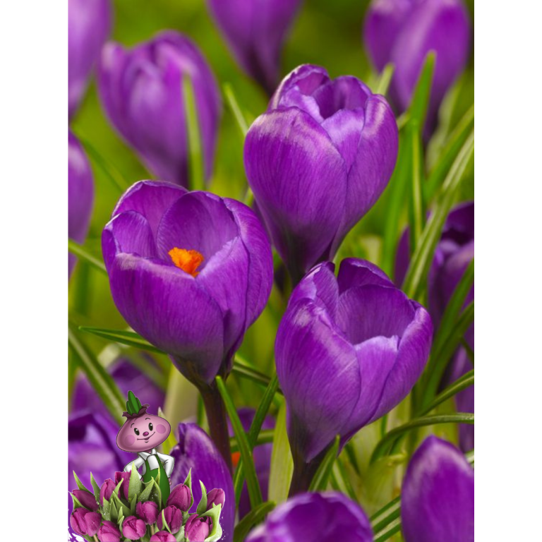Крокус FLOWER RECORD ( 10 луковиц)