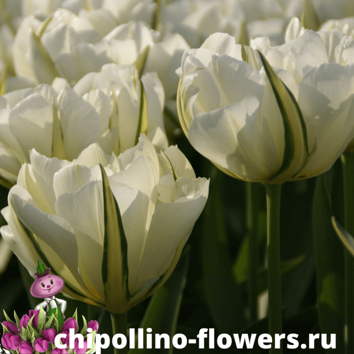 Тюльпан EXOTIC EMPEROR ( 5 луковиц ) Тюльпан EXOTIC EMPEROR ( 5 луковиц )