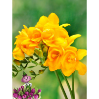 Фрезия DOUBLE YELLOW (5 луковиц) Фрезия DOUBLE YELLOW (5 луковиц)