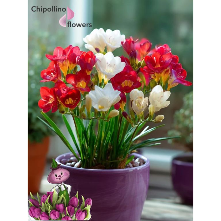 Фрезии RED AND WHITE MIX (5 луковиц)