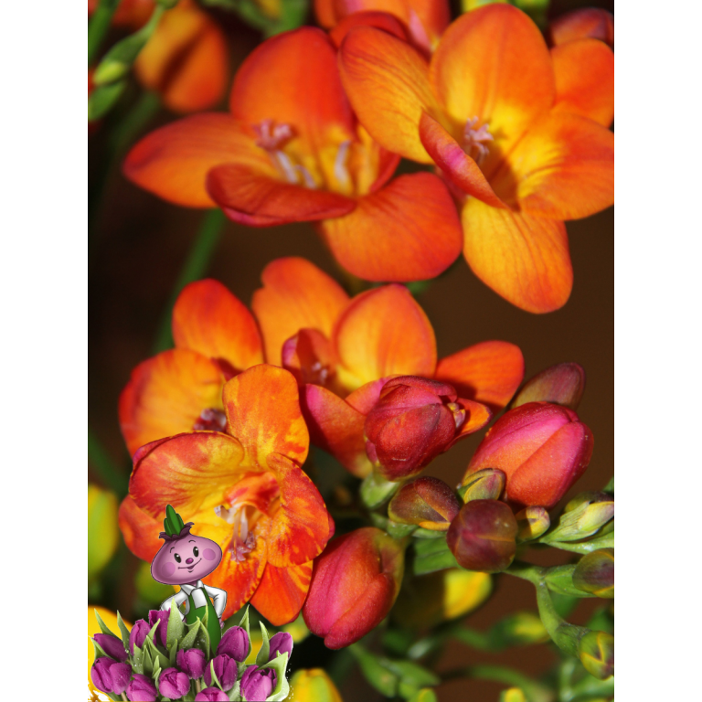 Фрезия DOUBLE ORANGE (5 луковиц)