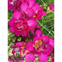 Фрезия DOUBLE PINK (10 луковиц)