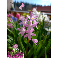 Хионодокса FORBESII ROSEA (10 луковиц)