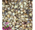 Хионодокса FORBESII ROSEA (5 луковиц)