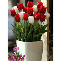 Тюльпаны RED AND WHITE MIX (10 луковиц)