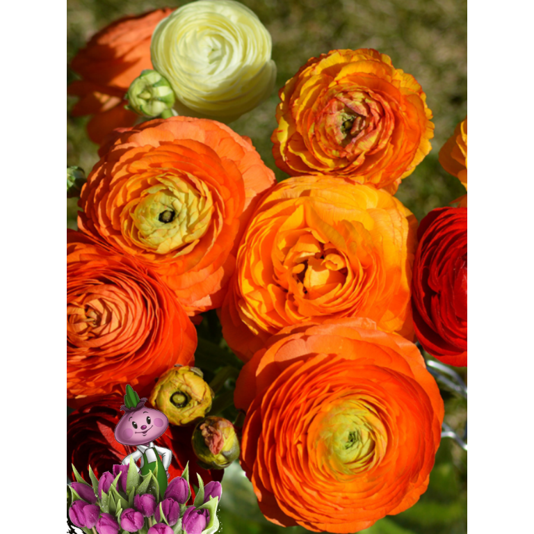 Ранункулюс ORANGE (5 клубней)