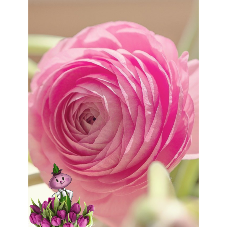 Ранункулюс PINK (5 клубней)