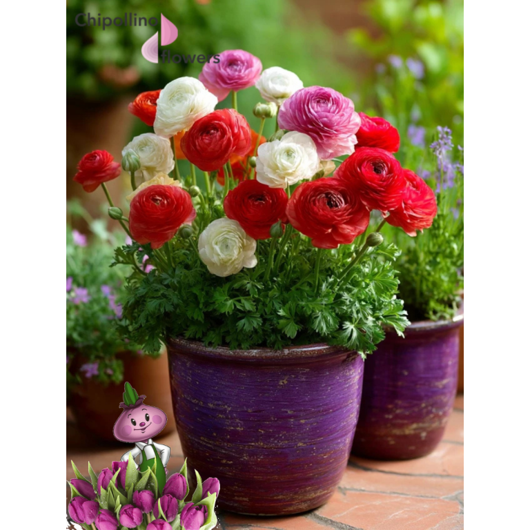 Ранункулюсы RED and WHITE MIX (10 клубней)