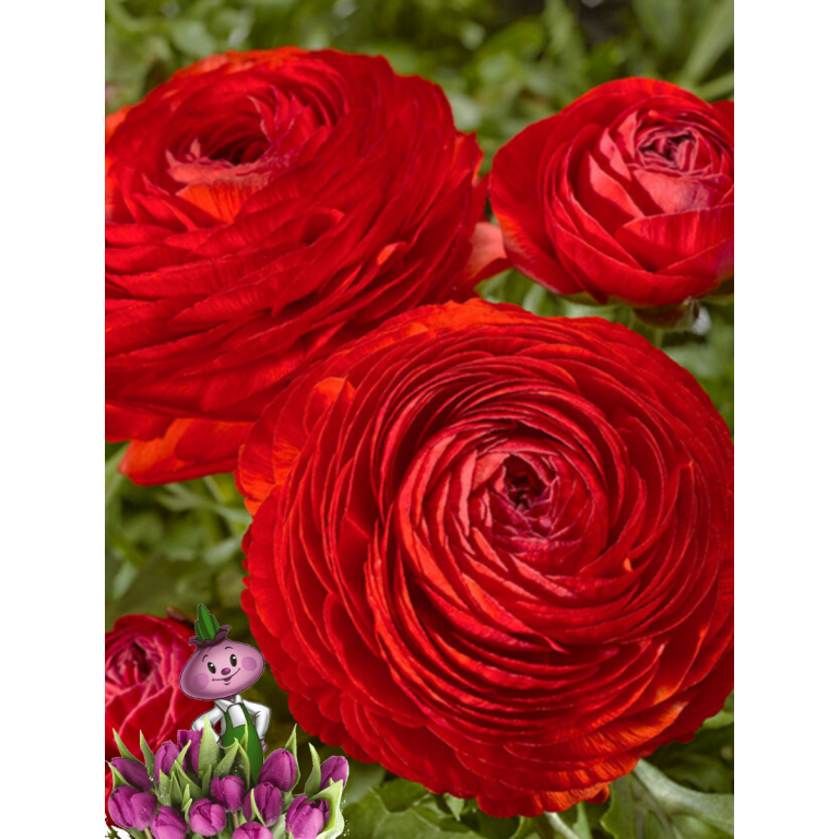 Ранункулюс RED (5 клубней)