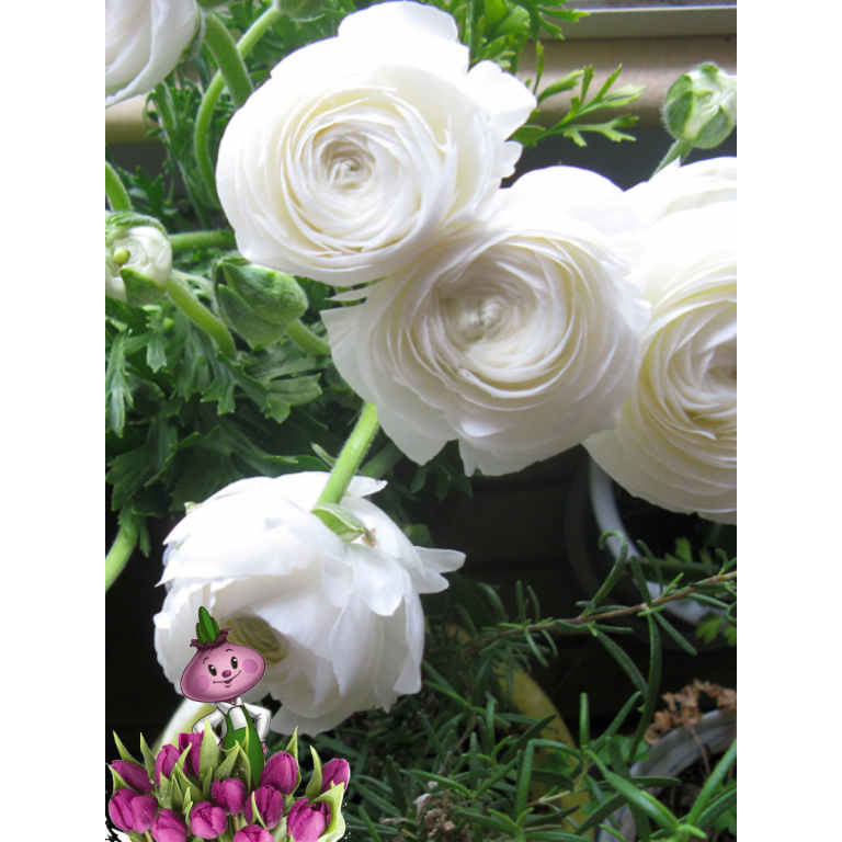 Ранункулюс WHITE (5 клубней)