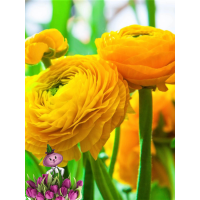 Ранункулюс YELLOW (10 клубней)