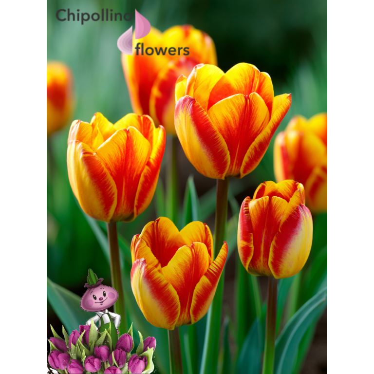 Тюльпан CANDY CORNER (5 луковиц)