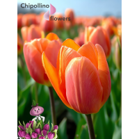 Тюльпан ORANGE JUICE (5 луковиц)