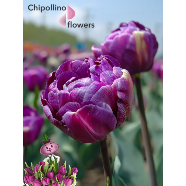 Тюльпан PURPLE PEONY ( 5 луковиц )