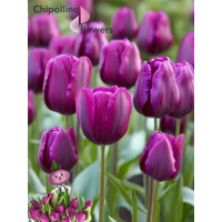 Тюльпан PURPLE RAVEN ( 5 луковиц ) Тюльпан PURPLE RAVEN ( 5 луковиц )