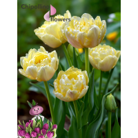 Тюльпан YELLOW POMPONETTE (5 луковиц)