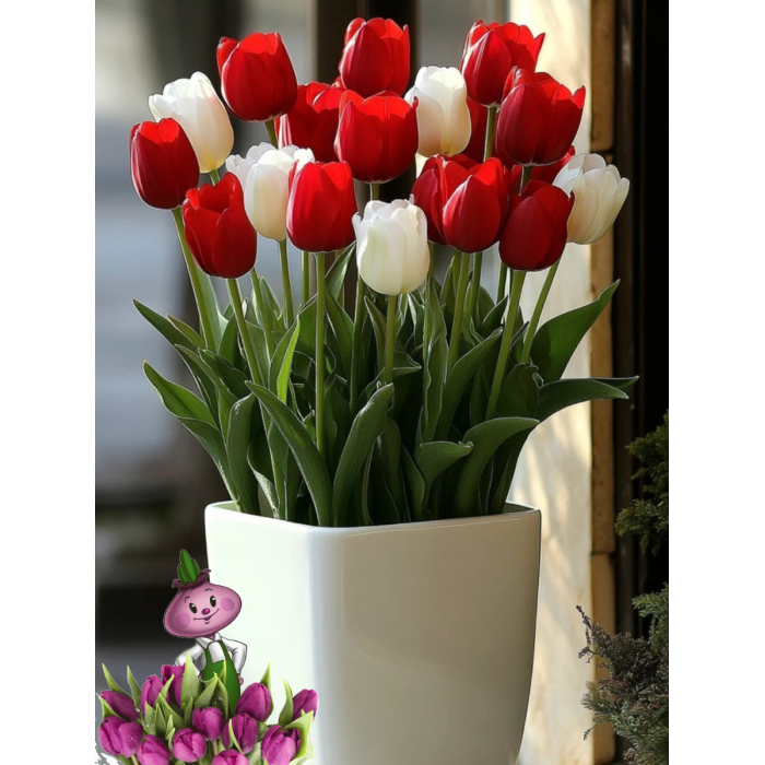 Тюльпаны RED AND WHITE MIX (10 луковиц) Тюльпаны RED AND WHITE MIX (10 луковиц)
